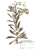 藏品(野茼蒿)的圖片